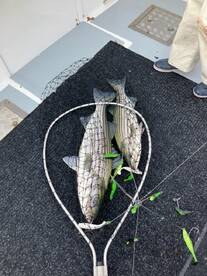 Point Pleasant Report Photo 2