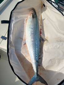 Yankeetown Report Photo 2