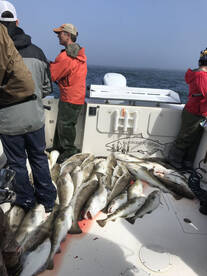 Kodiak Report Photo 2