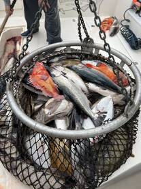 Kodiak Island Report Photo 1