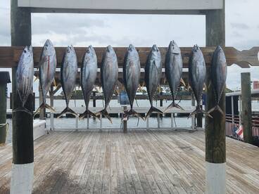 offshore tuna trip