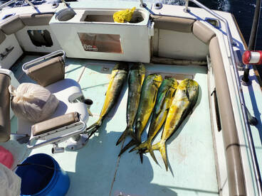 Cabo San Lucas Report Photo 1