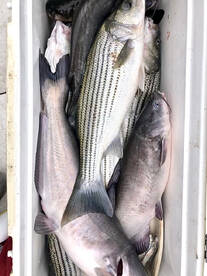 December Stripers and Catfish