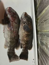 Stone Harbor Report Photo 2