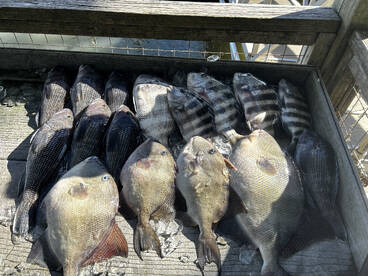 Quick fishing trip offshore 