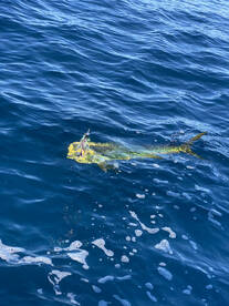 San Jose del Cabo Report Photo 2