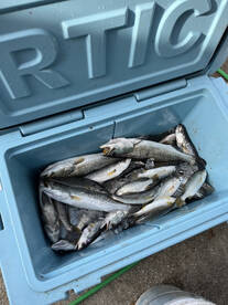 Pass Christian Report Photo 2