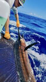 MARLIN, SAILFISH AND DORADO ABOARD GOOD 