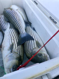 Moncks Corner Report Photo 2