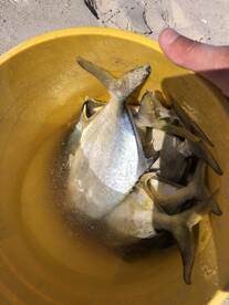 Best Florida Fishing Tour