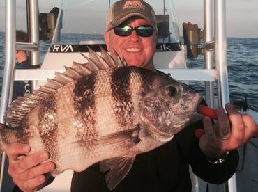 The sheepshead are back in town!