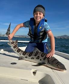 Leopard Sharks and Spotted Bay Bass Bite