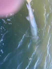 Richmond Report Photo 2