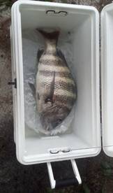 Sheepshead In March
