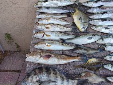 Crystal River Report Photo 2