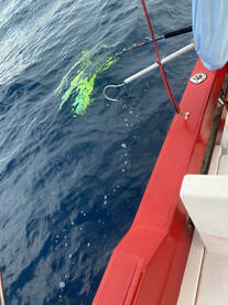 San Jose del Cabo Report Photo 1