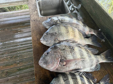 Fernandina Beach Report Photo 2