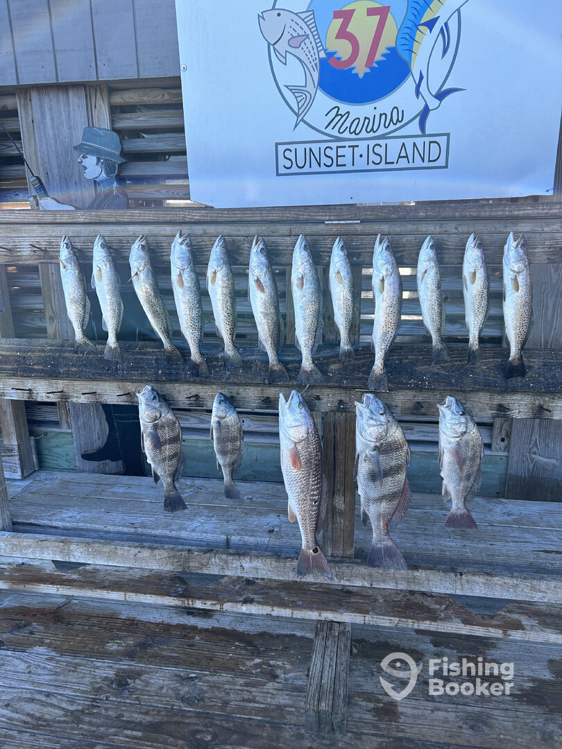 Corpus Christi Report Photo 0