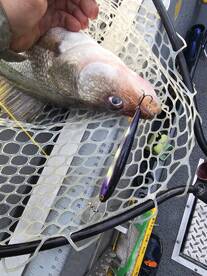 Christmas Walleye Coming!!! Get booked!!