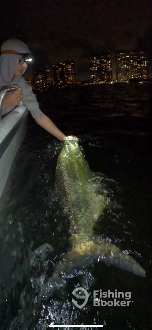 Huge Tarpon in Miami