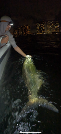 Cooler Temps Bigger Tarpon