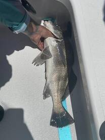 Port Aransas Report Photo 2