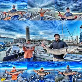 Amazing Sturgein fishing innthe SF Bay