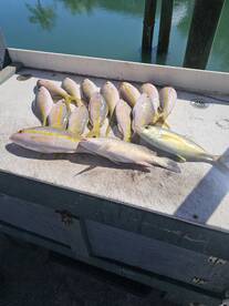 Yellowtails on fire!