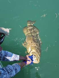 Islamorada Report Photo 1