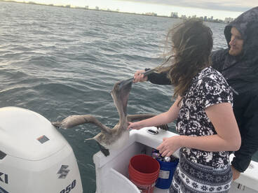 Dania Beach Report Photo 2