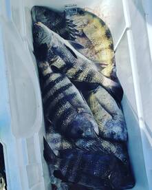 Sheepshead bite is on!!!