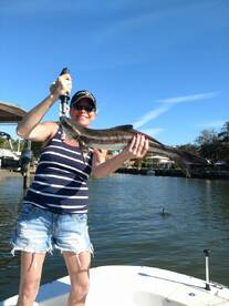 Cobia Frenzy!!!