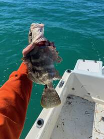 Islamorada Report Photo 2