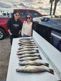Weakfish aka Yellow Mouth Trout