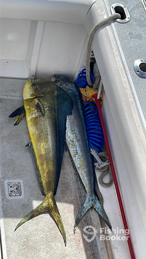 San Jose del Cabo Report Photo 0