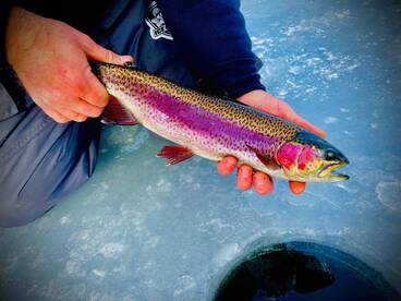 New year's day rainbow smackdown ! 