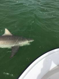 Ramrod Key Report Photo 2