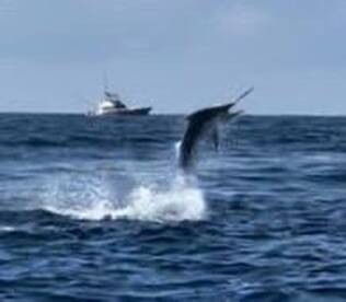 Marlin , Sail , Mahi and Tuna 