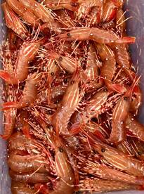 a nice catch of delicious spot prawns!
