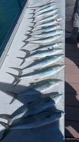 Port Canaveral Report Photo 2