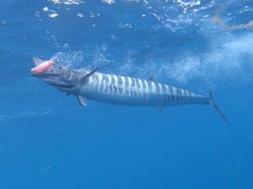 Wahoo and Sailfish are Biting