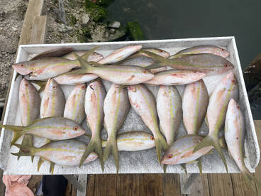 Snapper bite has been solid