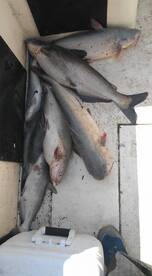 Catfishing was pretty good today...