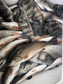 Fishing guides with fishing guides