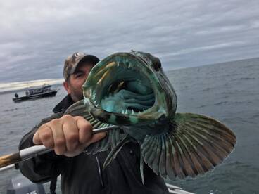Lingcod and Bottom Fishing