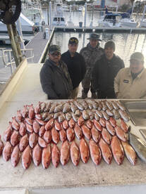 Vermillion and White Snappers galore!!