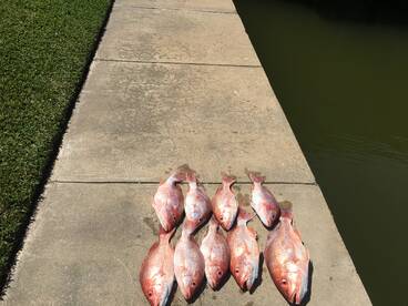 State water snapper limits 