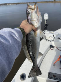 Feeling that Speckled trout thump!!