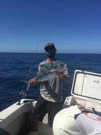 Small African pompano