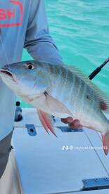 Snapper and more Snapper 